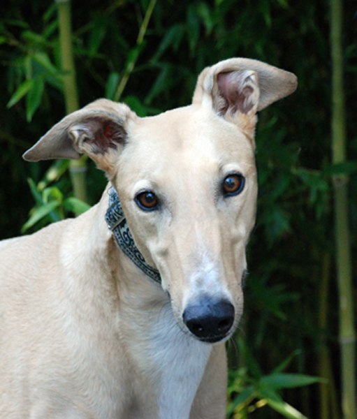 Greyhound Crossroads Take Greyt Photos of Your Greyhound